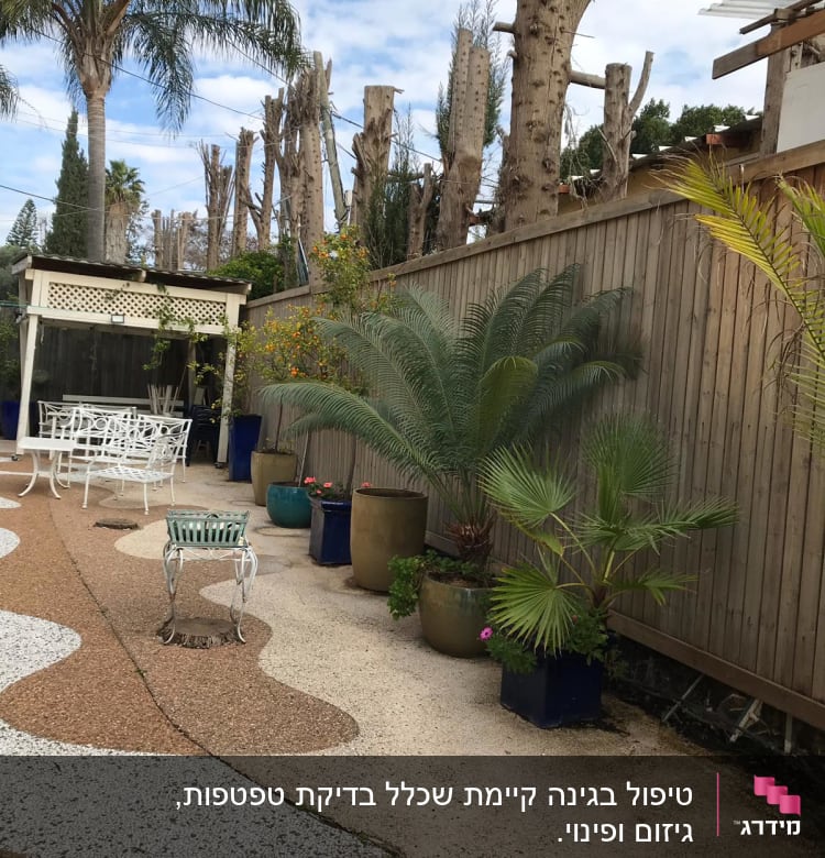 עצים גזומים לאורך גדר עץ בחצר